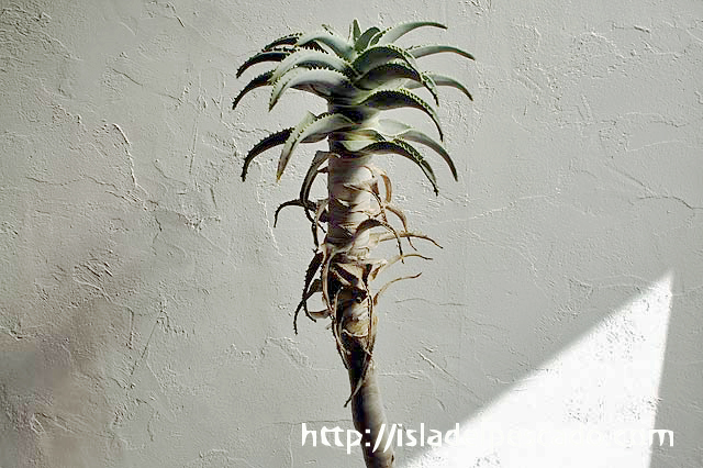 isla del pescado-多肉植物-ユリ科-Aloe pillansii