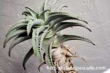 Aloe pillansii アロエ・ピランシー