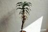 Aloe pillansii アロエ・ピランシー image_2