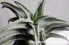 Aloe pillansii アロエ・ピランシー image_3