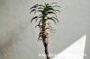 Aloe pillansii アロエ・ピランシー image_5