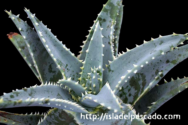 Isla Del Pescado 多肉植物 ユリ科 Aloe Pillansii
