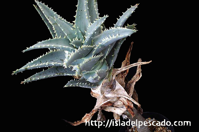 Isla Del Pescado 多肉植物 ユリ科 Aloe Pillansii