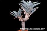Aloe pillansii アロエ・ピランシー