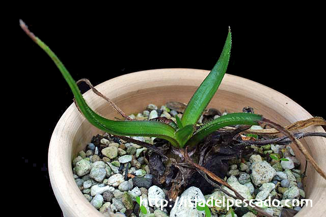 Aloe richardsiae アロエ リカルドシアエ 球根アロエ 希少 - 植物/観葉植物