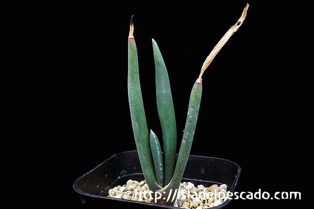 Isla Del Pescado 多肉植物 ユリ科 Aloe Suzannae