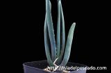 Aloe suzannae アロエ・スザンナエ