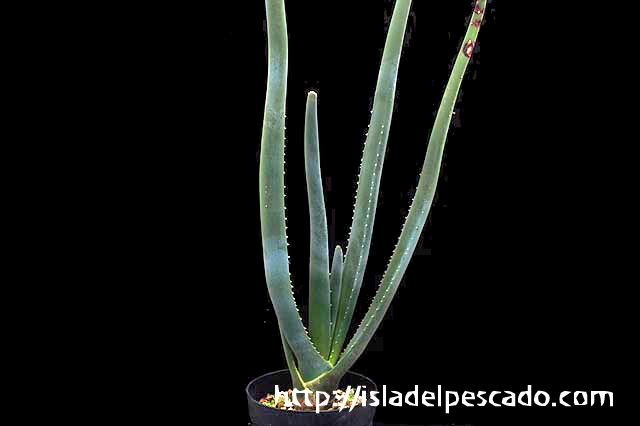 Aloe suzannae　アロエ　スザンナエ　国内実生株 種子] アロエ スザンナエ Aloe suzannae | 多肉植物 アロエ 希少品種