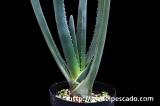 Aloe suzannae アロエ・スザンナエ