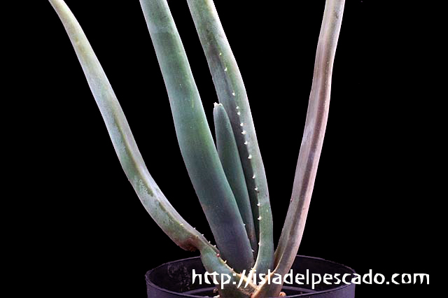 Aloe suzannae アロエ・スザンナエ