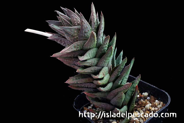 isla del pescado-多肉植物-ユリ科-Astroloba skinneri