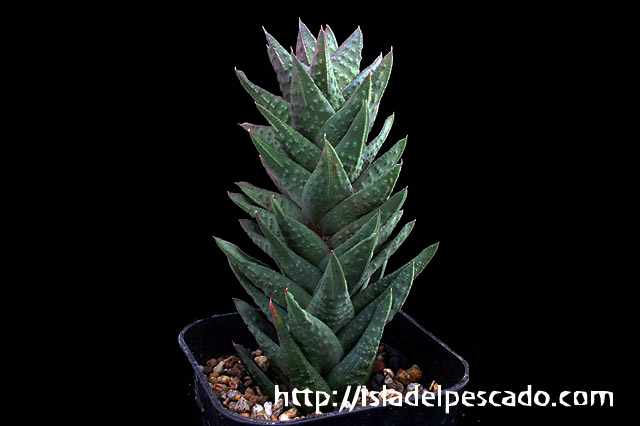 isla del pescado-多肉植物-ユリ科-Astroloba skinneri
