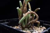 Avonia vespertina アボニア・ベスペルティナ