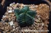 Aztekium valdezii アズテキウム・バルデジー（紅籠） image_2