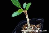 Boswellia nana ボスウェリア・ナナ