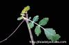 Boswellia sacra ボスウェリア・サクラ image_3