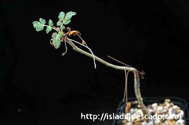 Boswellia sacra ボスウェリア・サクラ
