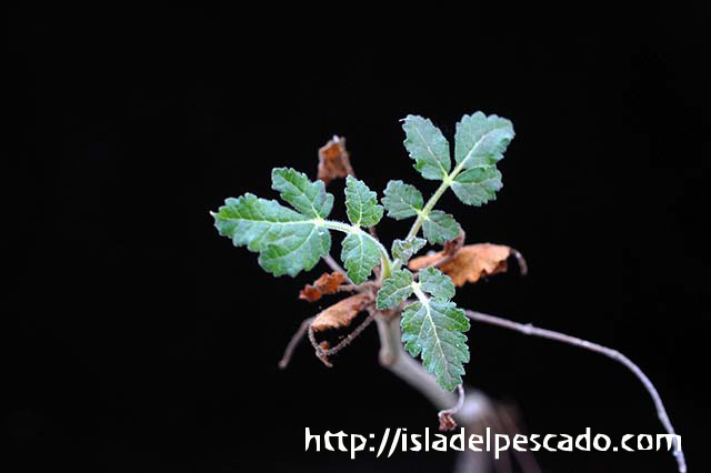 isla del pescado-多肉植物-塊根植物-Boswellia sacra isla del pescado-多肉植物-塊根植物-Boswellia sacra