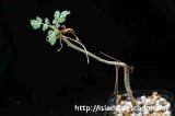 Boswellia sacra ボスウェリア・サクラ