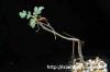 Boswellia sacra ボスウェリア・サクラ image_1