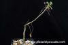 Boswellia sacra ボスウェリア・サクラ image_2