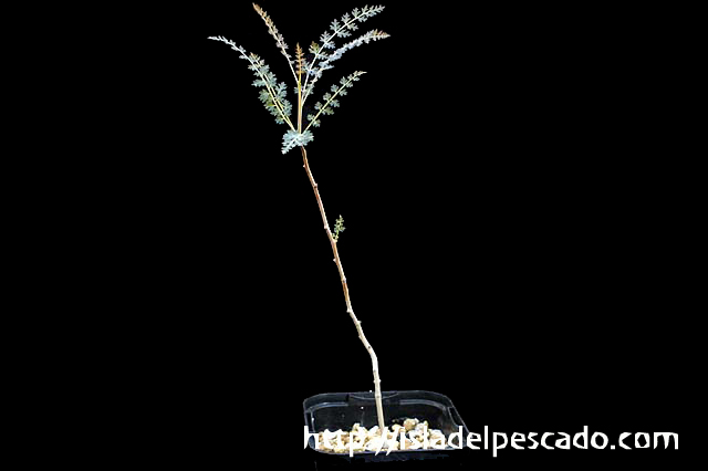 希少種 ボスウェリア ソコトラナ ソコトラーナ boswellia socotrana コミフォラ ブルセラ パキプス グラキリス