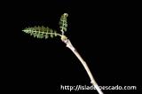 Boswellia socotrana ボスウェリア・ソコトラナ