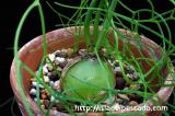 Bowiea volubilis 蒼角殿