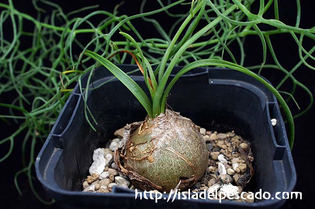Bowiea volubilis 蒼角殿