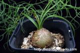 Bowiea volubilis 蒼角殿