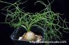 Bowiea volubilis 蒼角殿 image_2