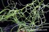 Bowiea volubilis 蒼角殿 image_3