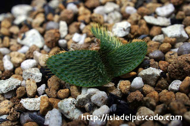 isla del pescado-多肉植物-球根-Brunsvigia namaquana