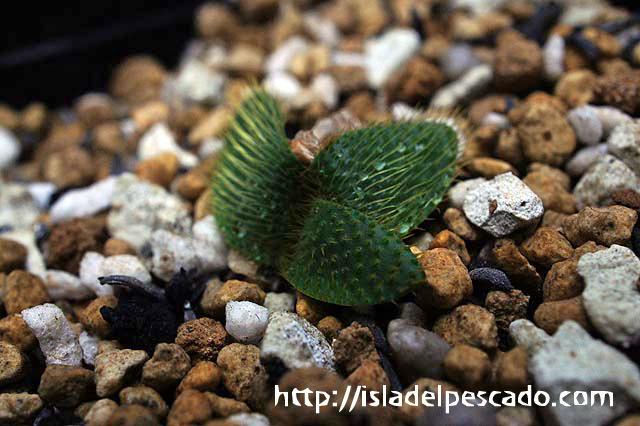 isla del pescado-多肉植物-球根-Brunsvigia namaquana