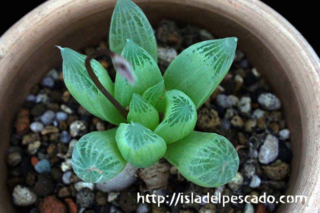 Isla Del Pescado 多肉植物 球根 Bulbine Mesembryanthoides Isla Del Pescado 多肉植物 球根 Bulbine Mesembryanthoides