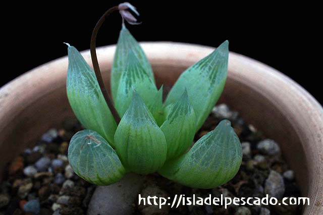 Isla Del Pescado 多肉植物 球根 Bulbine Mesembryanthoides Isla Del Pescado 多肉植物 球根 Bulbine Mesembryanthoides