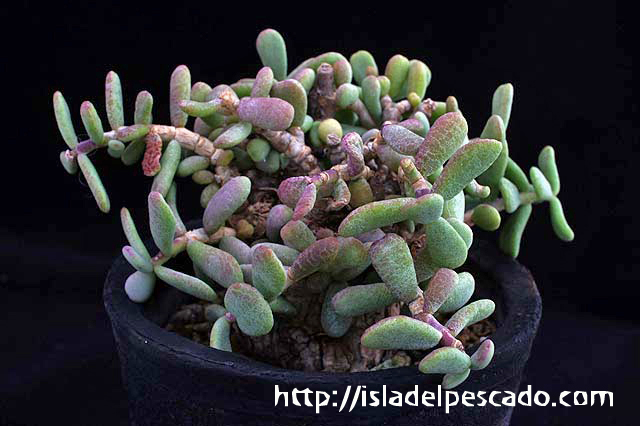 isla del pescado-多肉植物-塊根植物-Ceraria pygmaea