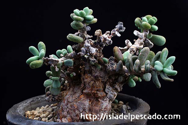 isla del pescado-多肉植物-塊根植物-Ceraria pygmaea