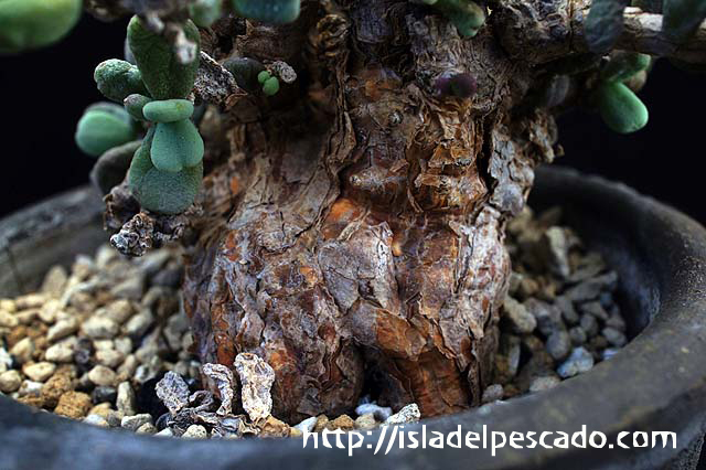 isla del pescado-多肉植物-塊根植物-Ceraria pygmaea isla del pescado-多肉植物-塊根植物-Ceraria pygmaea
