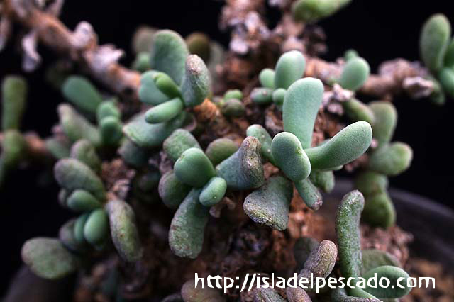 isla del pescado-多肉植物-塊根植物-Ceraria pygmaea