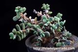 Ceraria pygmaea ケラリア・ピグマエア