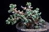 Ceraria pygmaea ケラリア・ピグマエア image_1