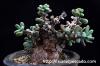 Ceraria pygmaea ケラリア・ピグマエア image_2