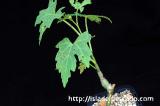 Cissus tuberosa シッサス・ツベローサ