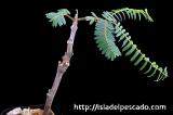 Colvillea racemosa コルビレア・ラセモサ