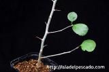 Commiphora simplicifolia コンミフォラ・シンプリキフォリア