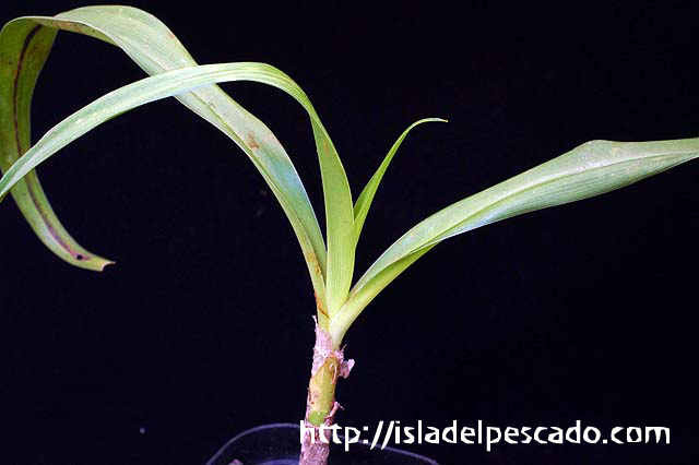 Crinum gigas オガサワラ・ハマユウ