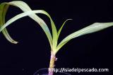 Crinum gigas オガサワラ・ハマユウ