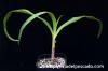 Crinum gigas オガサワラ・ハマユウ image_2
