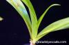 Crinum gigas オガサワラ・ハマユウ image_3